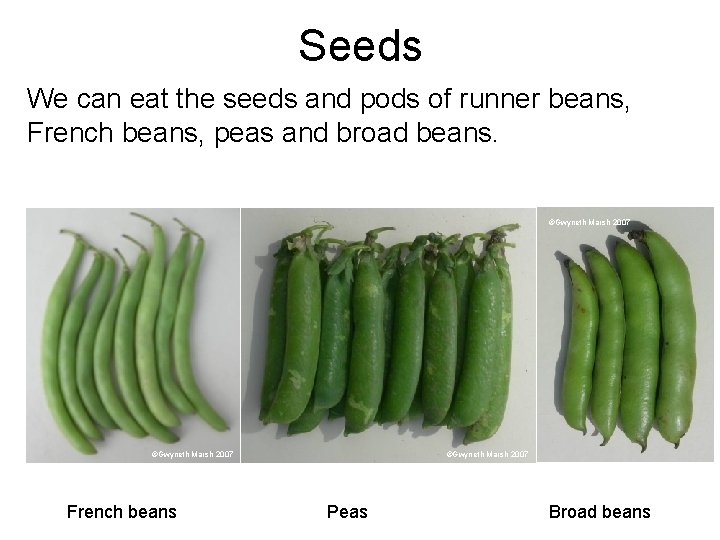 Seeds We can eat the seeds and pods of runner beans, French beans, peas