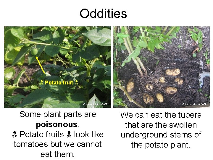 Oddities Potato fruit ©Susan Johnson 2007 Some plant parts are poisonous. Potato fruits look