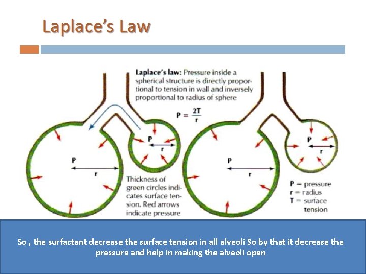 So , the surfactant decrease the surface tension in all alveoli So by that