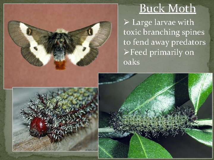 Buck Moth Ø Large larvae with toxic branching spines to fend away predators ØFeed