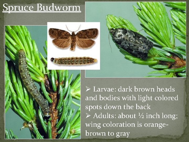 Spruce Budworm Ø Larvae: dark brown heads and bodies with light colored spots down