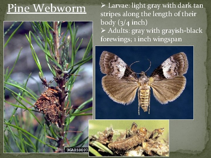 Pine Webworm Ø Larvae: light gray with dark tan stripes along the length of