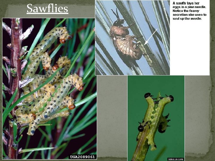 Sawflies 