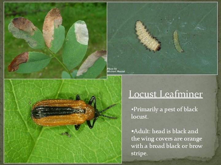 Locust Leafminer Primarily a pest of black locust. Adult: head is black and the