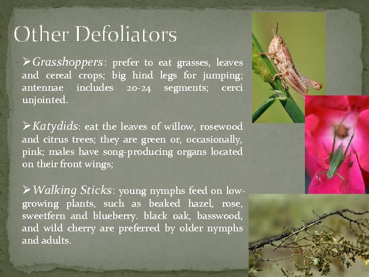Other Defoliators ØGrasshoppers: prefer to eat grasses, leaves and cereal crops; big hind legs