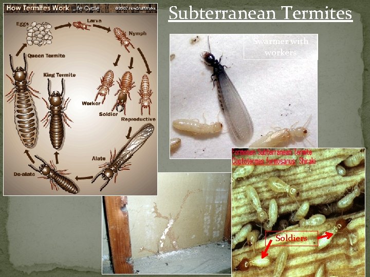 Subterranean Termites Swarmer with workers Soldiers 