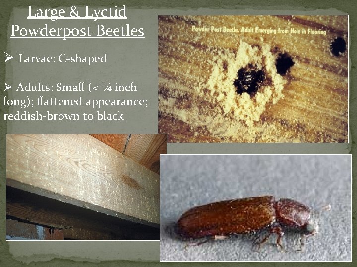 Large & Lyctid Powderpost Beetles Ø Larvae: C-shaped Ø Adults: Small (< ¼ inch