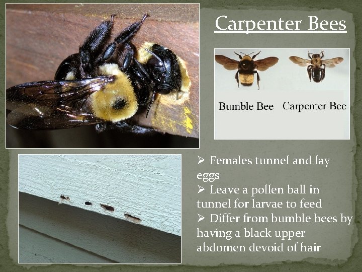 Carpenter Bees Ø Females tunnel and lay eggs Ø Leave a pollen ball in