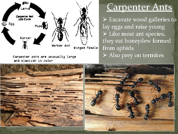 Carpenter Ants Ø Excavate wood galleries to lay eggs and raise young Ø Like