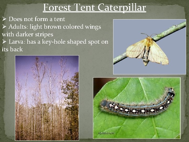 Forest Tent Caterpillar Ø Does not form a tent Ø Adults: light brown colored