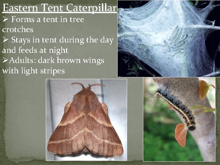 Eastern Tent Caterpillar Ø Forms a tent in tree crotches Ø Stays in tent