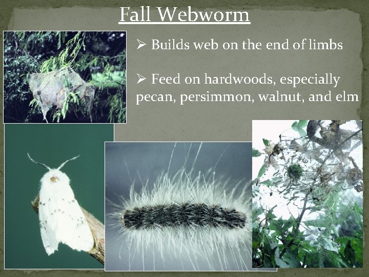 Fall Webworm Ø Builds web on the end of limbs Ø Feed on hardwoods,