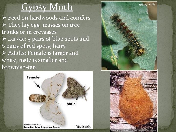 Gypsy Moth Ø Feed on hardwoods and conifers Ø They lay egg masses on