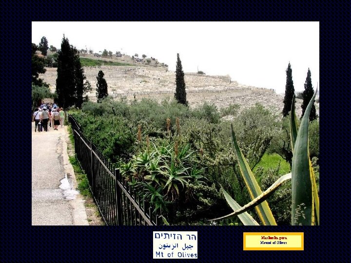 Maslinska gora Mount of Olives 