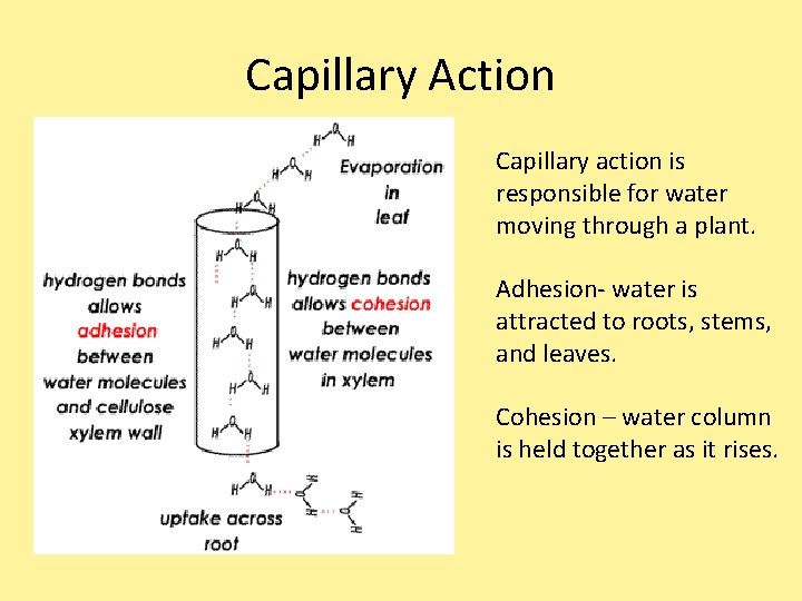 Capillary Action Capillary action is responsible for water moving through a plant. Adhesion- water Capillary Action Capillary action is responsible for water moving through a plant. Adhesion- water