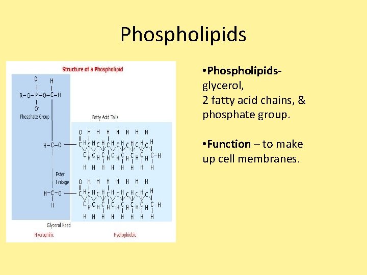Phospholipids • Phospholipids- glycerol, 2 fatty acid chains, & phosphate group. • Function – Phospholipids • Phospholipids- glycerol, 2 fatty acid chains, & phosphate group. • Function –