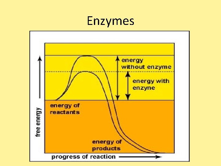 Enzymes Enzymes