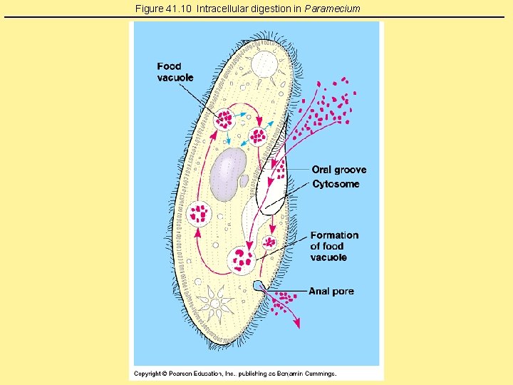 Figure 41. 10 Intracellular digestion in Paramecium Figure 41. 10 Intracellular digestion in Paramecium