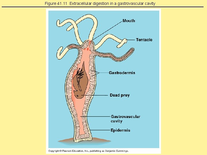 Figure 41. 11 Extracellular digestion in a gastrovascular cavity Figure 41. 11 Extracellular digestion in a gastrovascular cavity