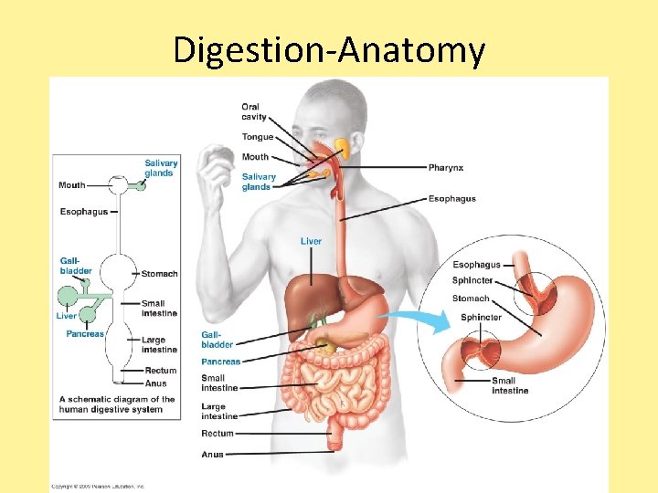 Digestion-Anatomy Digestion-Anatomy