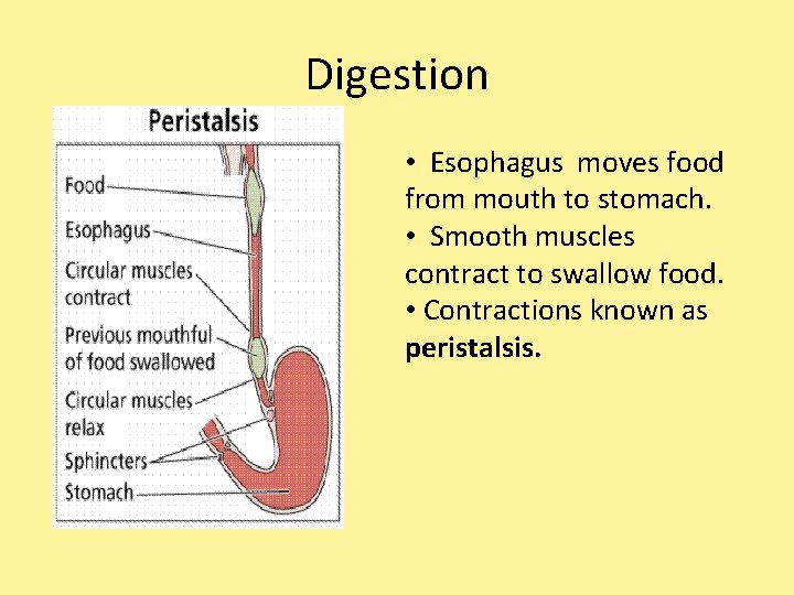 Digestion • Esophagus moves food from mouth to stomach. • Smooth muscles contract to Digestion • Esophagus moves food from mouth to stomach. • Smooth muscles contract to