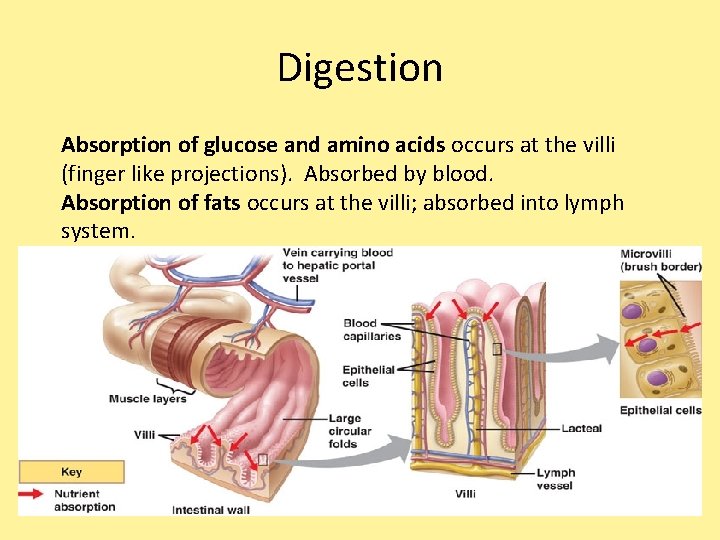 Digestion Absorption of glucose and amino acids occurs at the villi (finger like projections). Digestion Absorption of glucose and amino acids occurs at the villi (finger like projections).