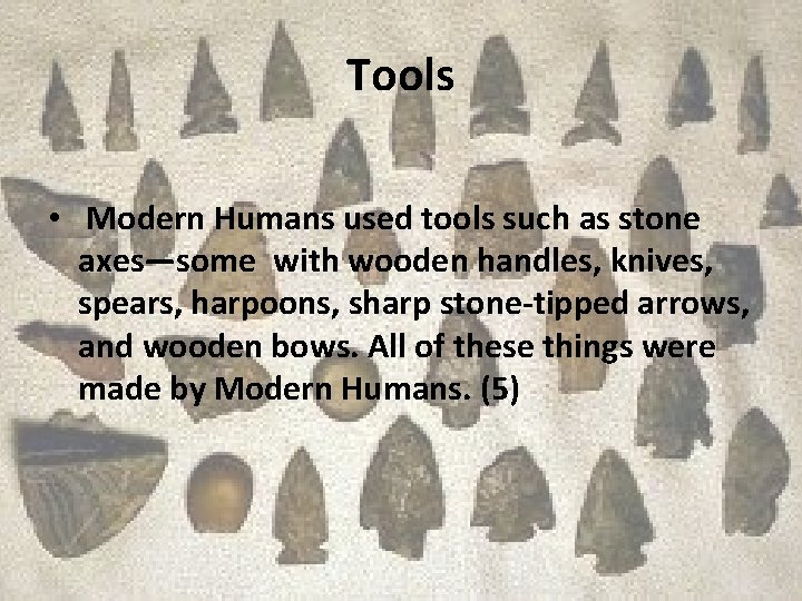 Tools • Modern Humans used tools such as stone axes—some with wooden handles, knives,