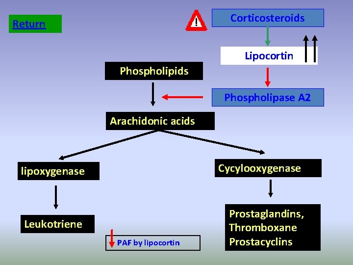 Corticosteroids Return Lipocortin Phospholipids Phospholipase A 2 Arachidonic acids lipoxygenase Cycylooxygenase Leukotriene Prostaglandins, Thromboxane