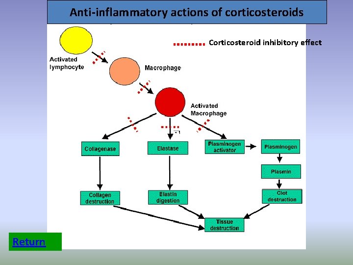 Anti-inflammatory actions of corticosteroids Corticosteroid inhibitory effect Return 