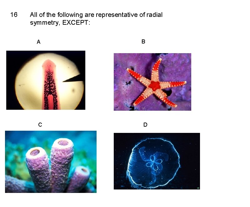 16 All of the following are representative of radial symmetry, EXCEPT: A C B