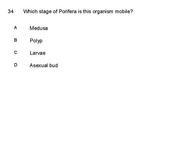 34 Which stage of Porifera is this organism mobile? A Medusa B Polyp C