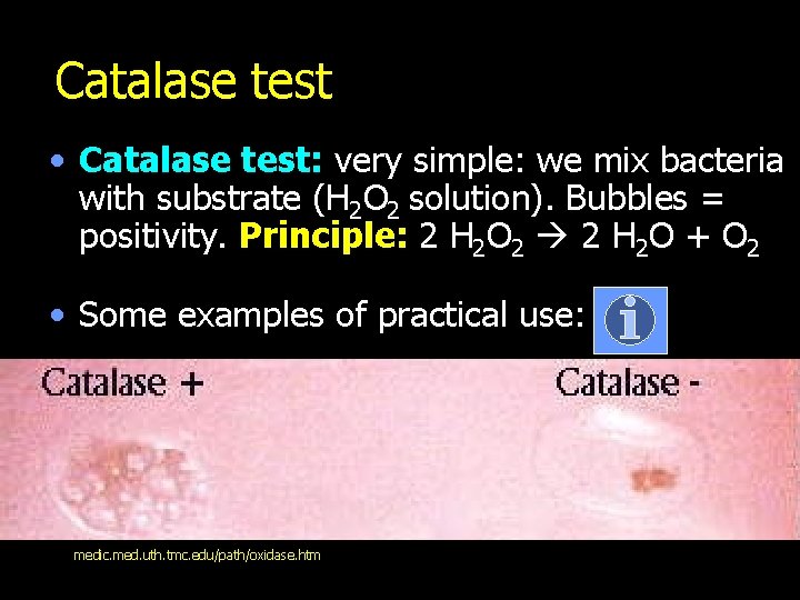 Catalase test • Catalase test: very simple: we mix bacteria with substrate (H 2