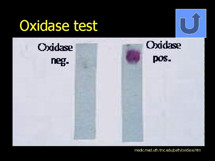 Oxidase test medic. med. uth. tmc. edu/path/oxidase. htm 