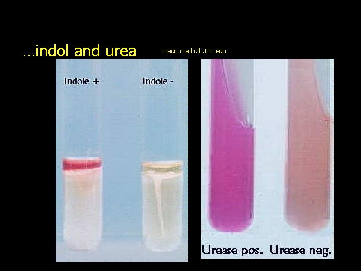 …indol and urea medic. med. uth. tmc. edu 