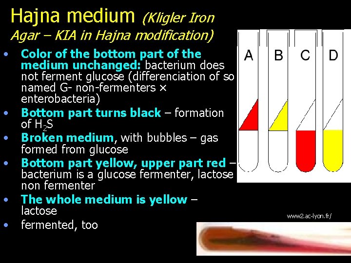 Hajna medium (Kligler Iron Agar – KIA in Hajna modification) • • • Color