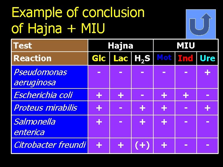 Example of conclusion of Hajna + MIU Test Reaction Pseudomonas aeruginosa Escherichia coli Proteus