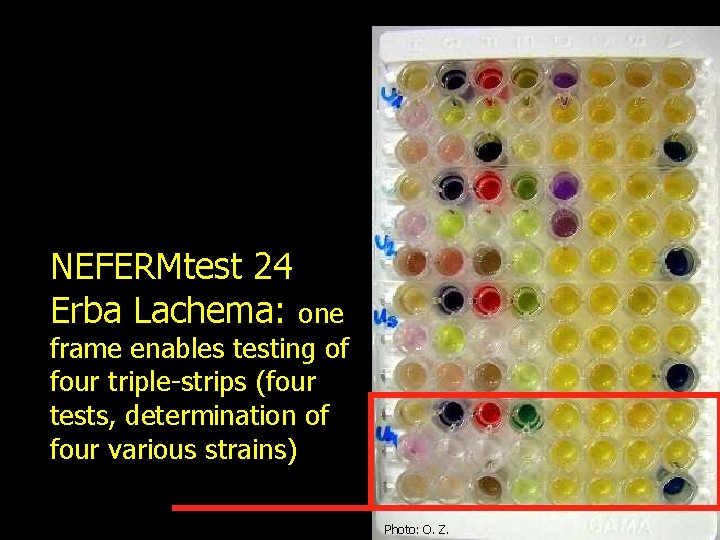 NEFERMtest 24 Erba Lachema: one frame enables testing of four triple-strips (four tests, determination