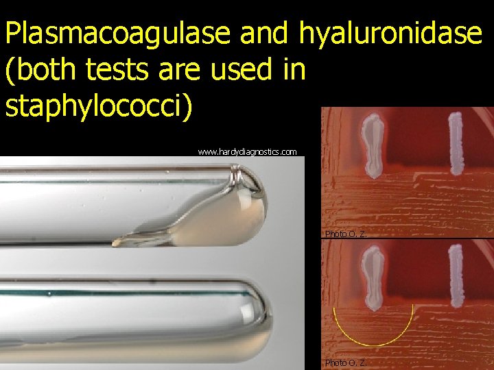 Plasmacoagulase and hyaluronidase (both tests are used in staphylococci) www. hardydiagnostics. com Photo O.