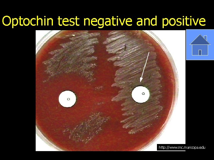 Optochin test negative and positive http: //www. mc. maricopa. edu 