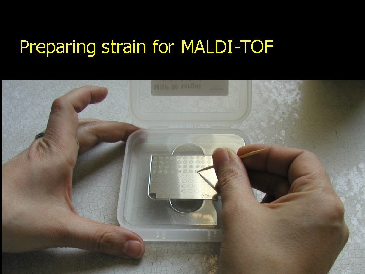 Preparing strain for MALDI-TOF 