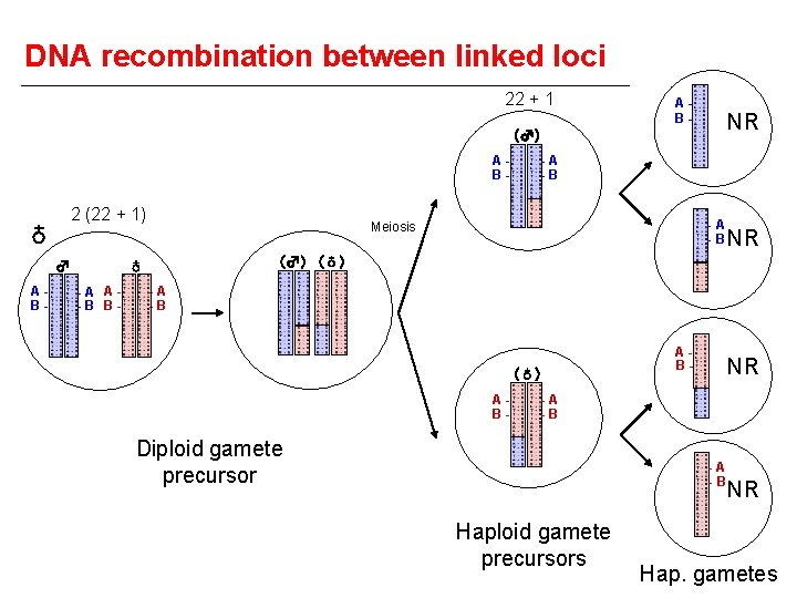DNA recombination between linked loci 22 + 1 AB- NR (♂) AB- 2 (22