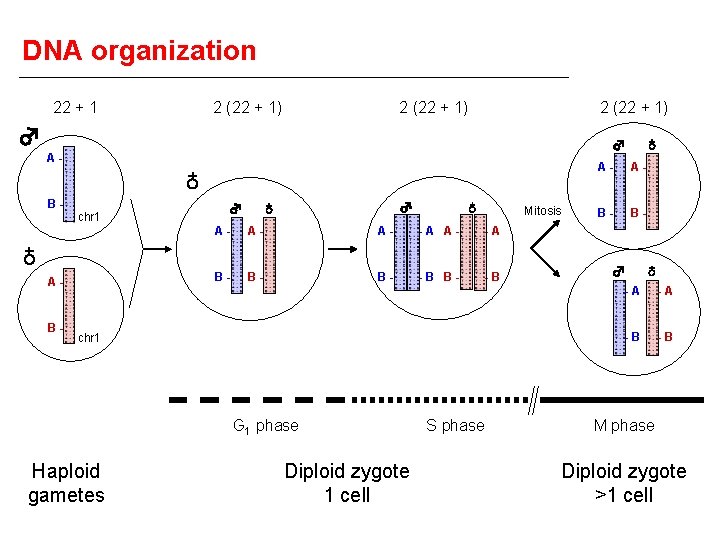 DNA organization 22 + 1 2 (22 + 1) ♂ ♁ B- chr 1