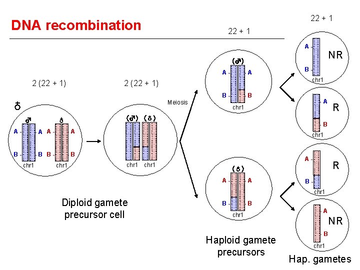 22 + 1 DNA recombination 22 + 1 A- NR (♂) A- 2 (22