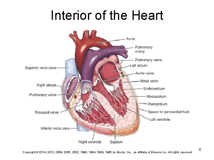 Interior of the Heart Copyright © 2014, 2012, 2009, 2005, 2002, 1998, 1994, 1989,