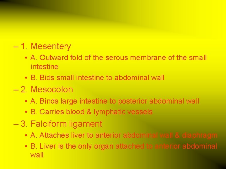– 1. Mesentery • A. Outward fold of the serous membrane of the small