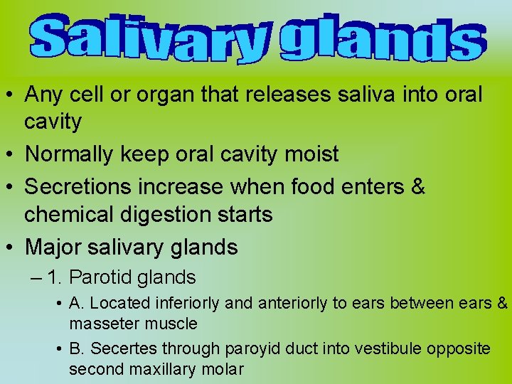  • Any cell or organ that releases saliva into oral cavity • Normally