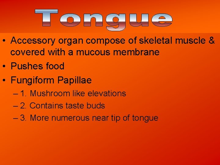  • Accessory organ compose of skeletal muscle & covered with a mucous membrane