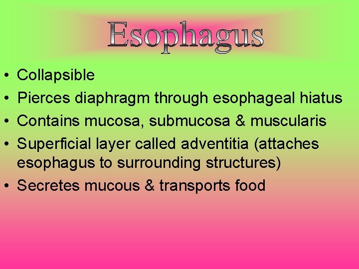  • • Collapsible Pierces diaphragm through esophageal hiatus Contains mucosa, submucosa & muscularis