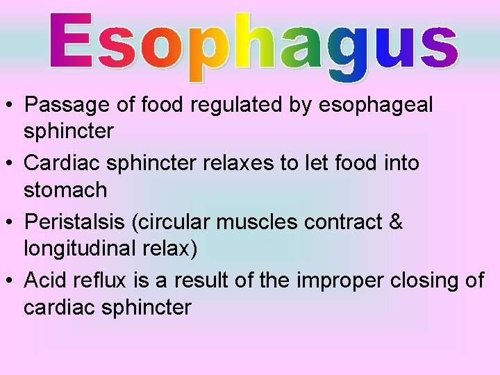  • Passage of food regulated by esophageal sphincter • Cardiac sphincter relaxes to