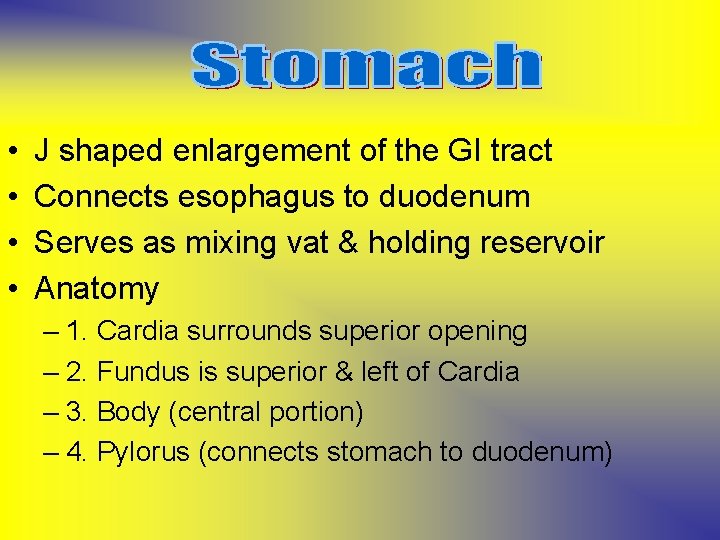  • • J shaped enlargement of the GI tract Connects esophagus to duodenum